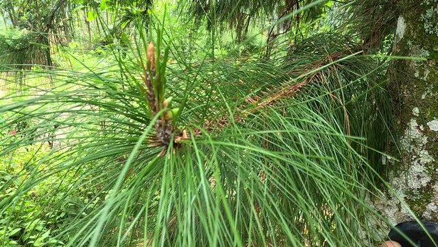 Pine leaves with a natural background