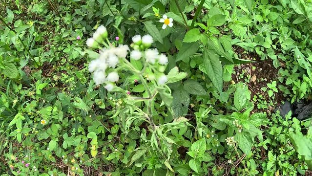 Bandotan (Ageratum conyzoides) is a type of agricultural weed belonging to the Asteraceae tribe. This plant is used to against dysentery and diarrhea, insecticide and nematicide.