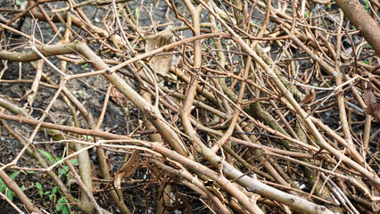 Photo of dry twigs that have separated from their leaves