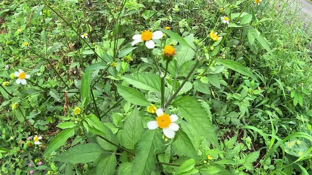 Bidens pilosa (also called ketul kebo, ketul sapi, jaringan, caringan, lanci thuwa, lancing thuwa, cing-lancingan, Spanish Needle, Blackjacks, Beggar ticks) with a natural background