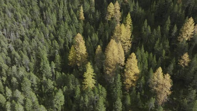 Landscape with colourful larches and Ofen Pass road, border to the Swiss National Park, drone shot, Zernez, Engadin, Grisons, Switzerland, Europe