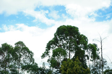 Lush trees in Indonesia's natural tropical rainforest