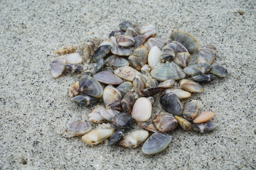 Small mussels are sea animals with shells on the beach sand