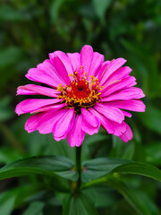 Obraz premium pink flower