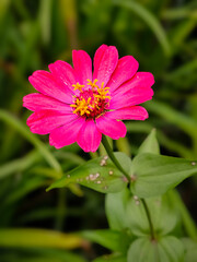 Obraz premium pink flower in the garden