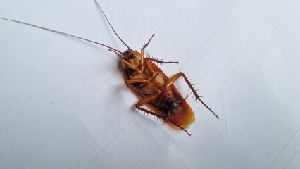 Cockroach on textured white background. Dead cockroach isolated background. Cockroaches are disgusting insect. Cockroaches are carrier of pathogens and germs that cause various diseases.