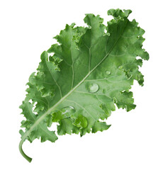 Kale leaf salad vegetable isolated on transparent background.