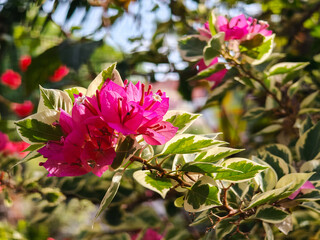 pink and white flowers