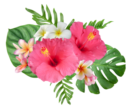 Pink Hibiscus flowers and plumeria flowers with monstera leaves in a tropical arrangement isolated on transparent background
