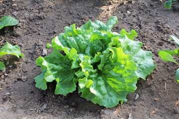 リーフレタス