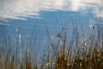 Dragonfly at Long Pine Key Lake in the Everglades