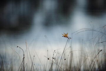 Dragonfly at Long Pine Key Lake in the Everglades