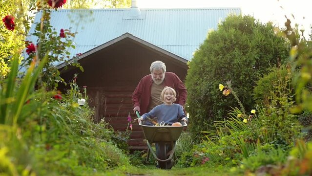Happy preteen boy is having fun riding wheelbarrow pushed by his grandfather in home garden on warm sunny day. Friendship of child and grandparent. Active outdoor games for kids in country in summer