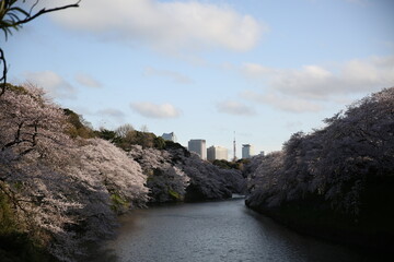spring view of the pond