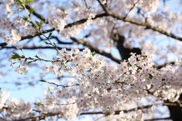 cherry blossom in bloom
