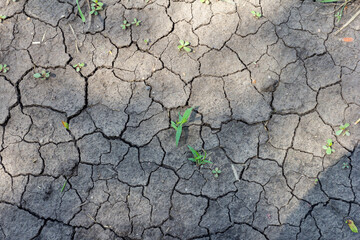 Soil in the field during the onset of drought, cracks from drying out.