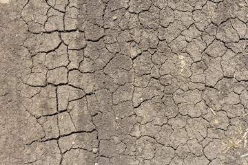 Soil in the field during the onset of drought, cracks from drying out.