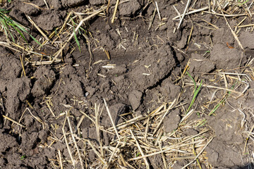 Soil in the field during the onset of drought, cracks from drying out.