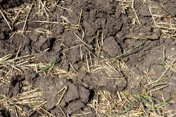 Soil in the field during the onset of drought, cracks from drying out.