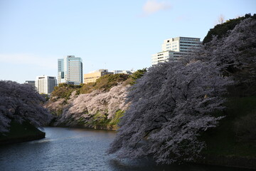 great sakura wall