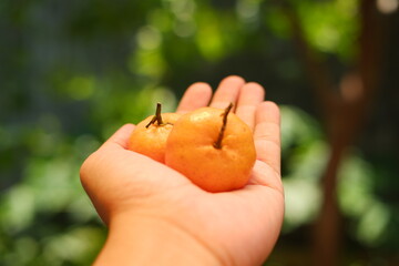 Orange fruit in hand on blurred green background. Close-up.