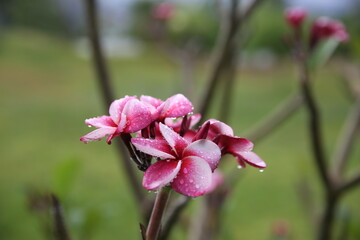 pink flowers