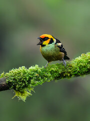 Flame-faced Tanager on mossy  stick against green background