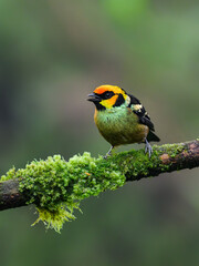 Fototapeta premium Flame-faced Tanager on mossy stick against green background