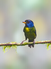 Moss-backed Tanager on mossy stick on green background