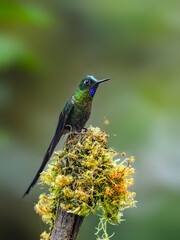 Violet-tailed Sylph hummingbird on mossy stick on green background