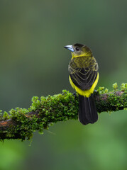 Female Lemon-rumped Tanager on mossy tree branch
