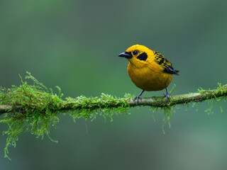 Golden Tanager on mossy stick on green background