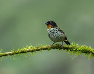 Rufous-throated Tanager on mossy  stick against green background