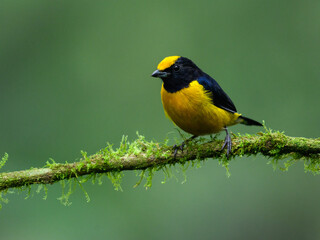 Orange-bellied Euphonia on mossy stick on green background