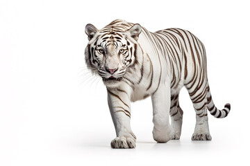 Obraz premium Image of white tiger on white background. Wildlife Animals, Mammals, Illustration, Generative AI.