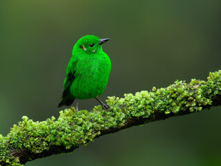 Glistening-green Tanager on mossy tree branch