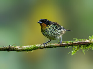 Rufous-throated Tanager on mossy  stick against green background