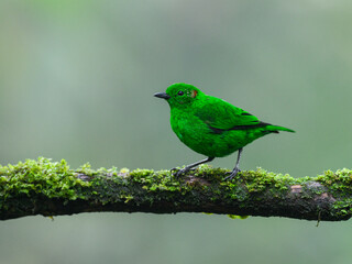 Glistening-green Tanager on mossy tree branch