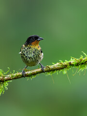 Rufous-throated Tanager on mossy  stick against green background