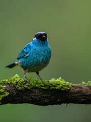 Golden-naped Tanager on mossy stick on green background