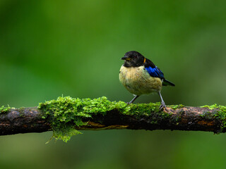 Golden-collared Honeycreeper on mossy stick on green background