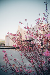 Árbol de flores color cereza en primer plano y edificio con arquitectura moderna en el fondo
