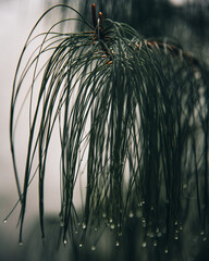 Detalle de gotas de lluvia sobre ramas de árbol en clima nublado y frío