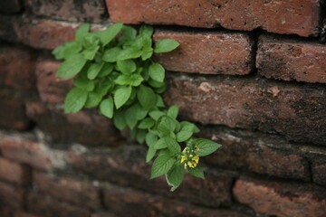 green ivy on the wall