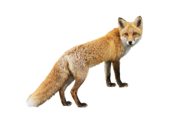 Wild Ezo red fox (Vulpes vulpes schrencki) taken in Hokkaido, Japan isolated png