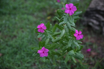 flowers in the garden