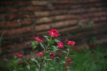 red flowers in temple