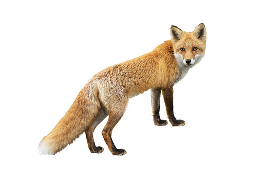 Wild Ezo red fox (Vulpes vulpes schrencki) taken in Hokkaido, Japan isolated png