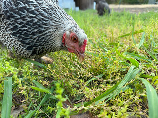 Dark Brahma chicken looking down at grass