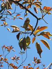 Autumn leaves against a blue sky. The leaves display hues of green, orange, and brown.